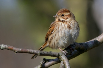 Картинка животные птицы птичка