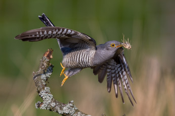 Картинка животные птицы птичка