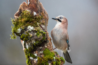 Картинка животные птицы птичка