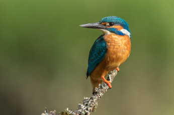 Картинка животные зимородки птичка