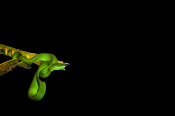 Картинка животные змеи +питоны +кобры змейка