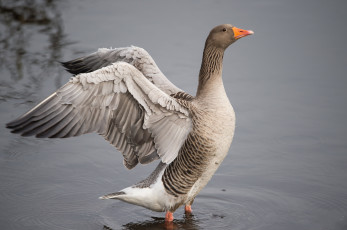 Картинка животные гуси птичка