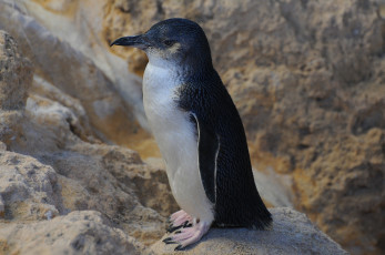 Картинка животные пингвины птичка