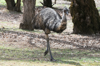 Картинка животные страусы птичка