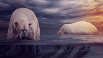 Картинка животные медведи фон