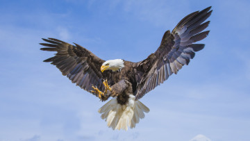 Картинка животные птицы+-+хищники птичка