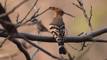 Картинка животные удоды птичка