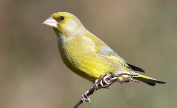 Картинка животные птицы птичка