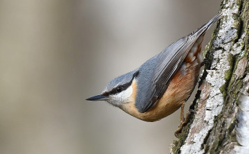 Картинка животные поползни птичка
