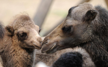 Картинка животные верблюды верблюжонок верблюдица
