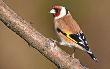 Картинка животные птицы птичка