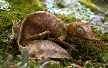 Картинка животные Ящерицы +игуаны +вараны листохвостый геккон ящерица листва