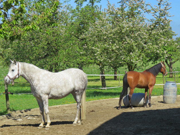 Обои картинки фото животные, лошади