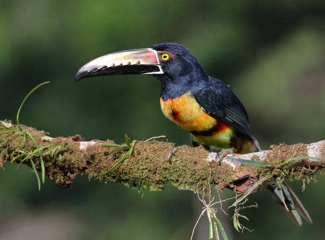 Обои картинки фото животные, туканы, птичка