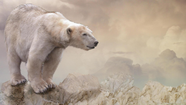 Обои картинки фото животные, медведи, медведь, фон