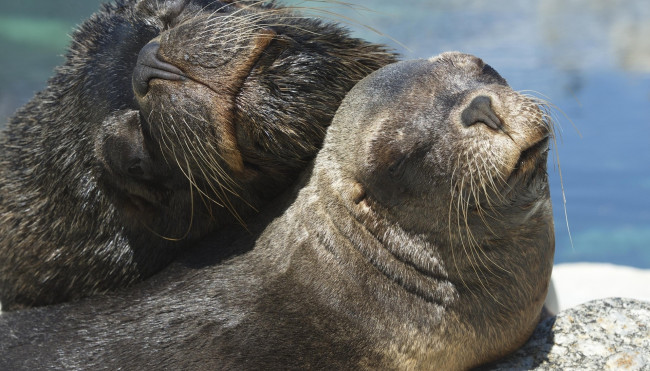Обои картинки фото животные, тюлени,  морские львы,  морские котики, пара, отдых, берег