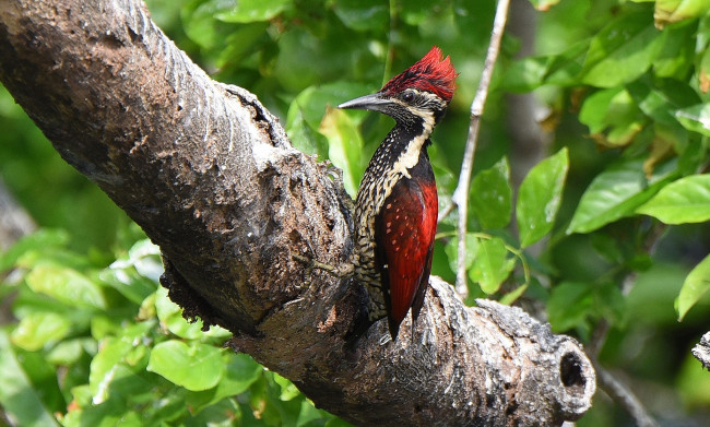 Обои картинки фото животные, дятлы, птичка