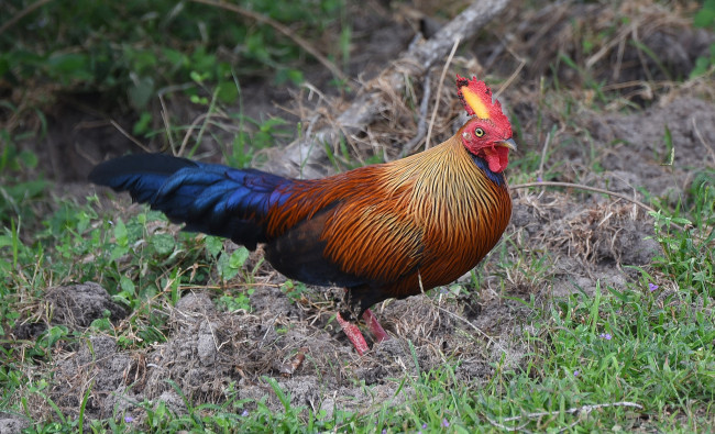 Обои картинки фото животные, куры,  петухи, птичка