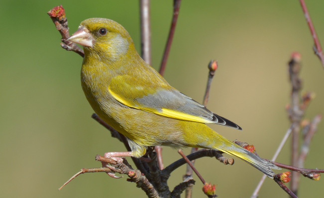 Обои картинки фото животные, птицы, птичка