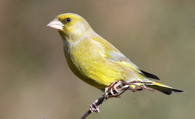 Обои картинки фото животные, птицы, птичка