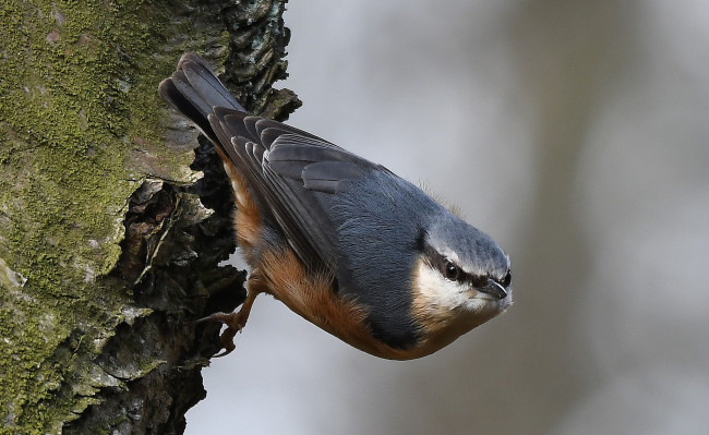 Обои картинки фото животные, поползни, птичка