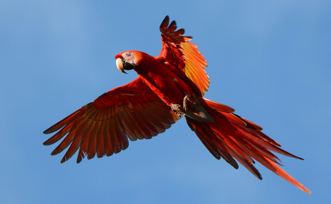 Обои картинки фото животные, попугаи, птичка