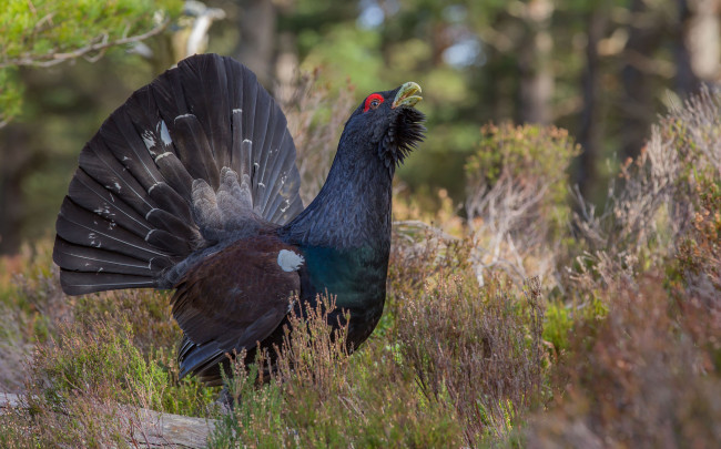 Обои картинки фото животные, глухари,  тетерева, птичка