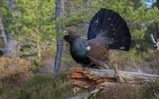 Обои картинки фото животные, глухари,  тетерева, птичка
