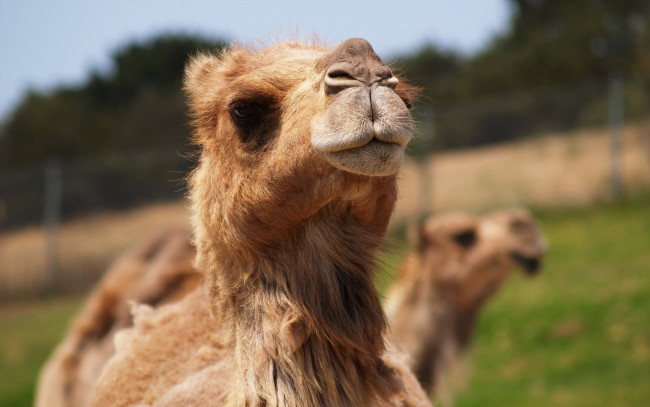 Обои картинки фото животные, верблюды, взгляд, верблюд