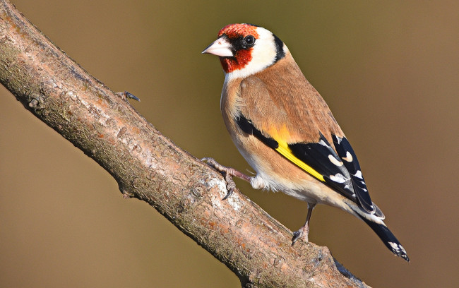 Обои картинки фото животные, птицы, птичка