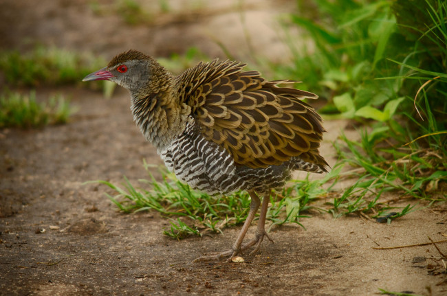 Обои картинки фото животные, птицы, птичка