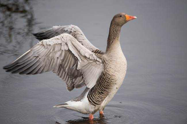 Обои картинки фото животные, гуси, птичка