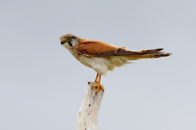 Обои картинки фото животные, птицы - хищники, птичка