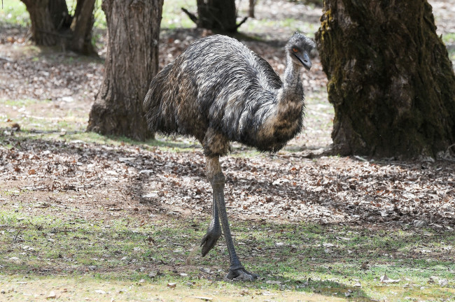 Обои картинки фото животные, страусы, птичка
