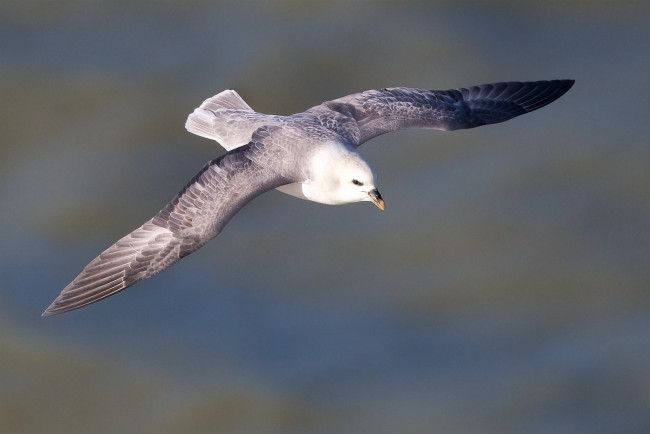 Обои картинки фото животные, Чайки,  бакланы,  крачки, птичка