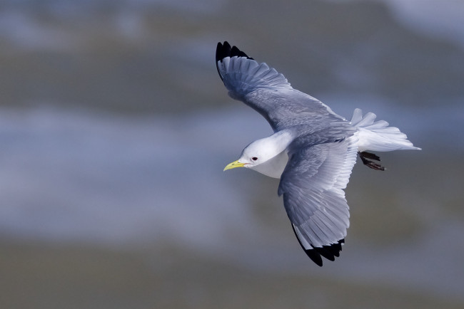 Обои картинки фото животные, Чайки,  бакланы,  крачки, птичка