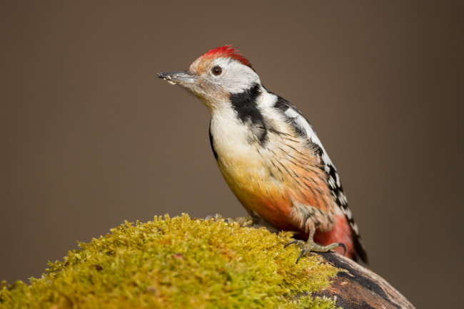 Обои картинки фото животные, дятлы, птичка