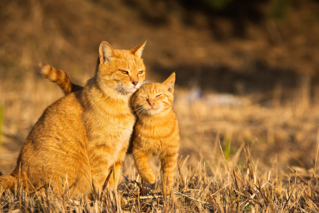 Обои картинки фото животные, коты