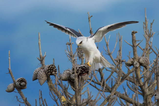 Обои картинки фото животные, птицы - хищники, птичка
