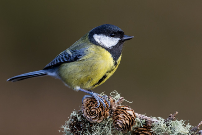 Обои картинки фото животные, синицы,  лазоревки, птичка