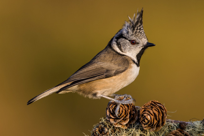 Обои картинки фото животные, синицы,  лазоревки, птичка