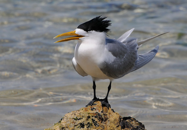 Обои картинки фото животные, Чайки,  бакланы,  крачки, птичка