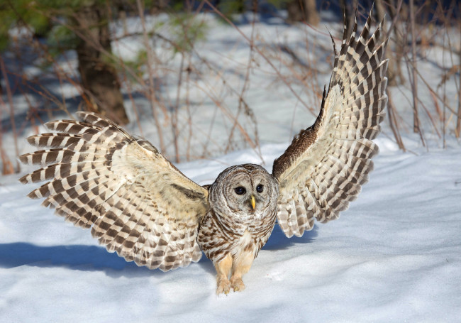 Обои картинки фото животные, совы, птичка