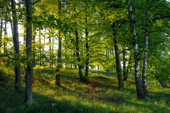 Картинка природа лес простор