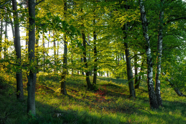 Обои картинки фото природа, лес, простор
