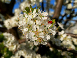 Картинка 11 04 2022 цветы цветущие+деревья+ +кустарники весна