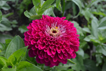 обоя цинния, цветы, цветок