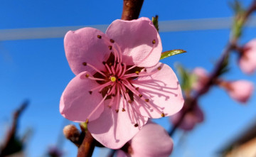 Картинка 11 04 2022 цветы цветущие+деревья+ +кустарники весна