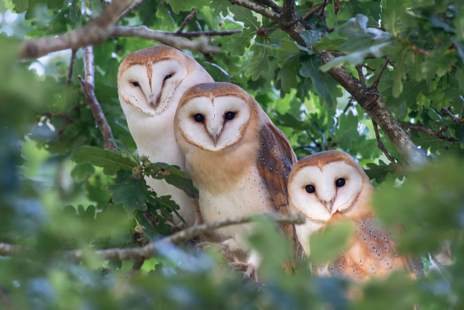 Обои картинки фото животные, совы, птицы, ветки, сова, листва, три, трио, боке, сипуха, дуб, сипухи