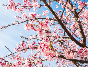 Картинка цветы сакура +вишня весна